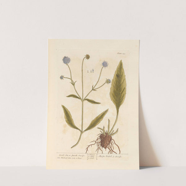 Devil’s bit, or smooth succisa (1739) by Elizabeth Blackwell