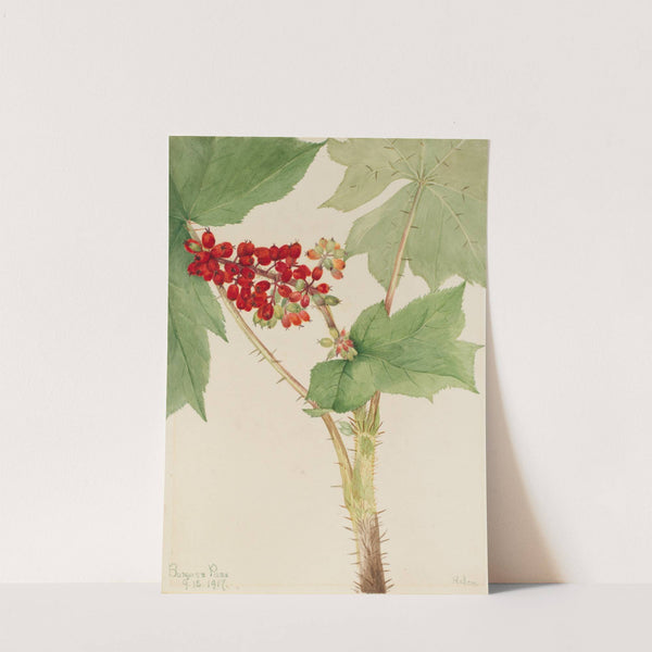 Devilsclub (Echinopanax horridum) (1917) by Mary Vaux Walcott