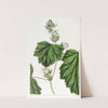 Dewy Bramble by Sydenham Edwards