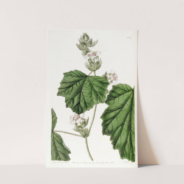 Dewy Bramble by Sydenham Edwards
