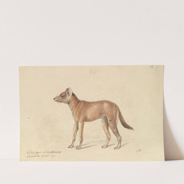 Dhole of Sumatra (1837) by Charles Hamilton Smith