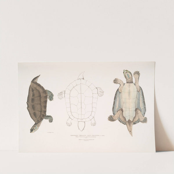 Dhongoka Terrapin, Emys Dhongoka. by John Edward Gray