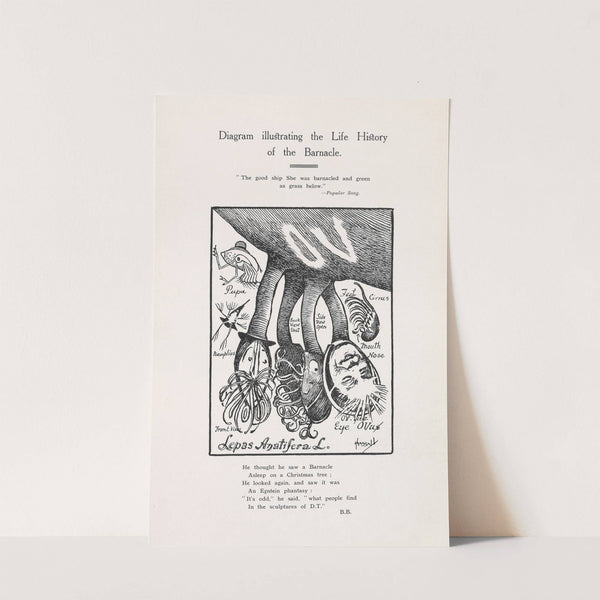 Diagram illustrating the life history of the barnacle by John Hassall