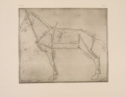Diagram of horse with lines of anatomy marked