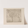 Diagram of horse with lines of anatomy marked by P. & D. Colnaghi