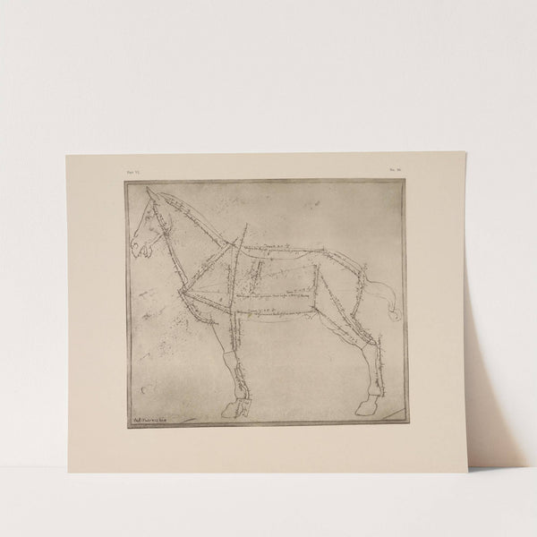Diagram of horse with lines of anatomy marked by P. & D. Colnaghi
