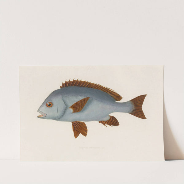 Diagramma mediterraneum (1844-1867) by Arthus Bertrand