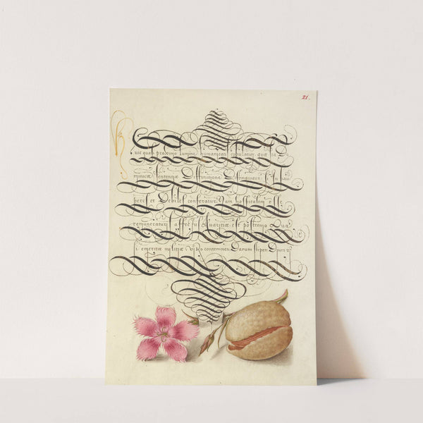 Dianthus and Almond (1561–1596) by Joris Hoefnagel