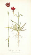 Dianthus atrorubens