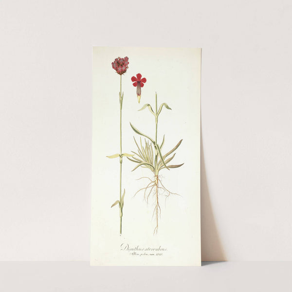 Dianthus atrorubens by Nikolaus Joseph Freiherr von Jacquin
