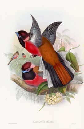 Diard’s Trogon