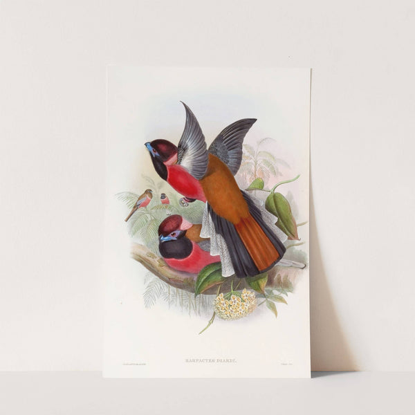 Diard's Trogon by John Gould