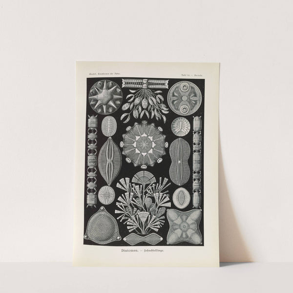 Diatomea. - Schachtellinge. by Ernst Haeckel