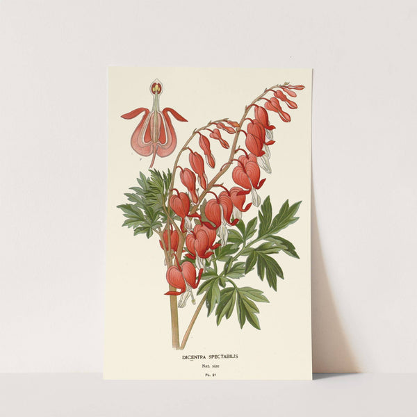 Dicentra Spectabilis (1896-1897) by Edward Step