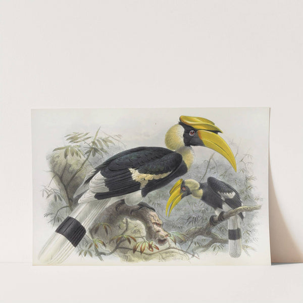 Dichoceros bicornis by Daniel Giraud Elliot