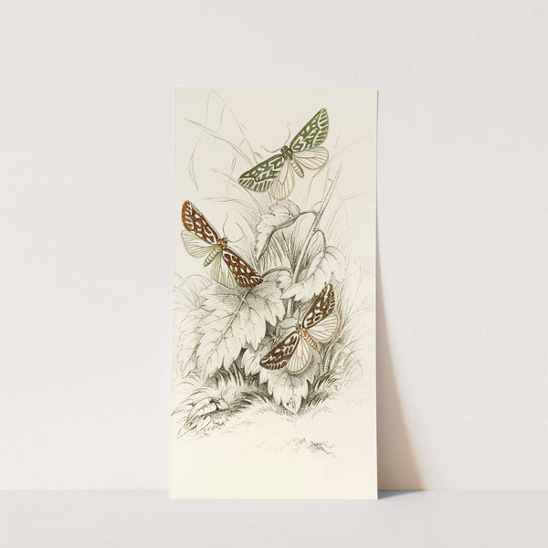 Dichroma equestralis, Dichroma histrionalis, Dichroma arcualis by James Duncan