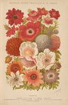 Dictionnaire pratique d’horticulture Pl.02 (1893)