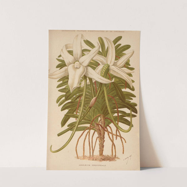 Dictionnaire pratique d’horticulture Pl.03 (1893) by George Nicholson