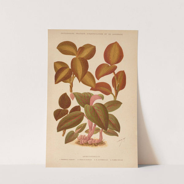 Dictionnaire pratique d’horticulture Pl.04 (1893) by George Nicholson