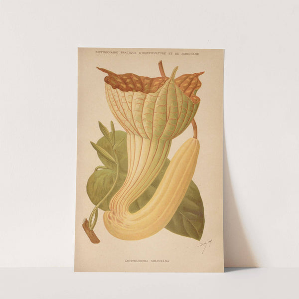 Dictionnaire pratique d’horticulture Pl.06 (1893) by George Nicholson