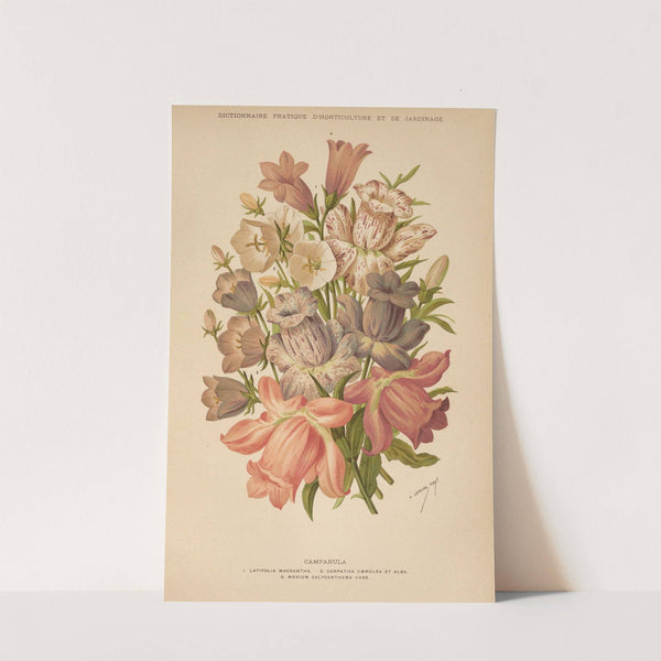 Dictionnaire pratique d’horticulture Pl.09 (1893) by George Nicholson