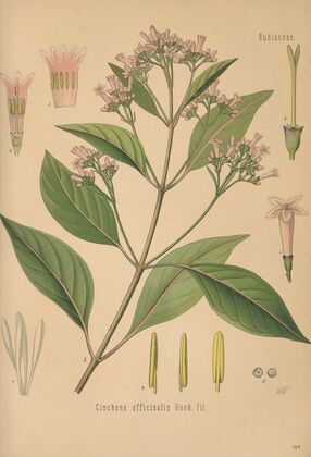 Dictionnaire pratique d’horticulture Pl.11 (1893)