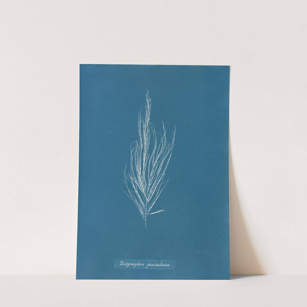 Dictyosiphon fæniculacea by Anna Atkins