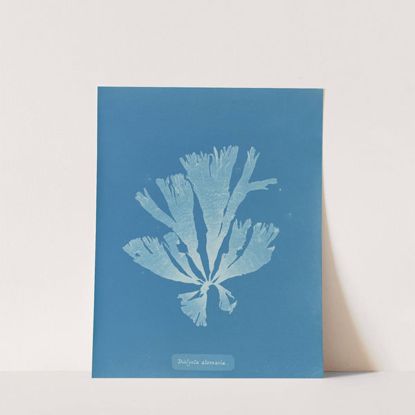 Dictyota atomaria by Anna Atkins