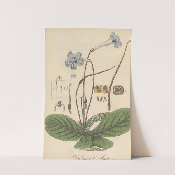 Didymocarpus Rexii by William Jackson Hooker