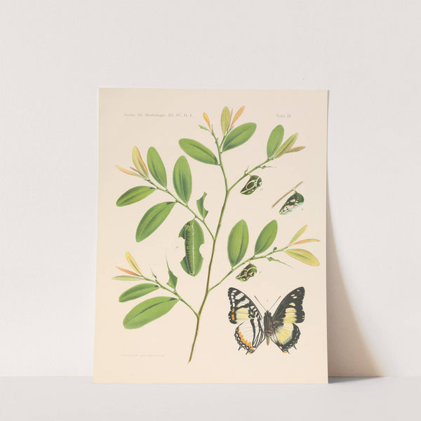 Die charaxiden und apaturiden der kolonie Kamerun pl 1 by Arnold Schultze