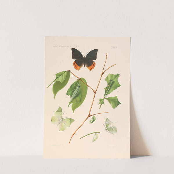 Die charaxiden und apaturiden der kolonie Kamerun pl 3 by Arnold Schultze