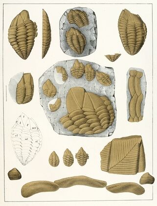 Die crustaceen der böhmischen kreideformation Pl. 1