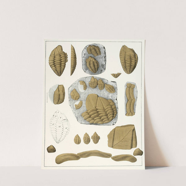 Die crustaceen der böhmischen kreideformation Pl. 1 by Antonín Frič