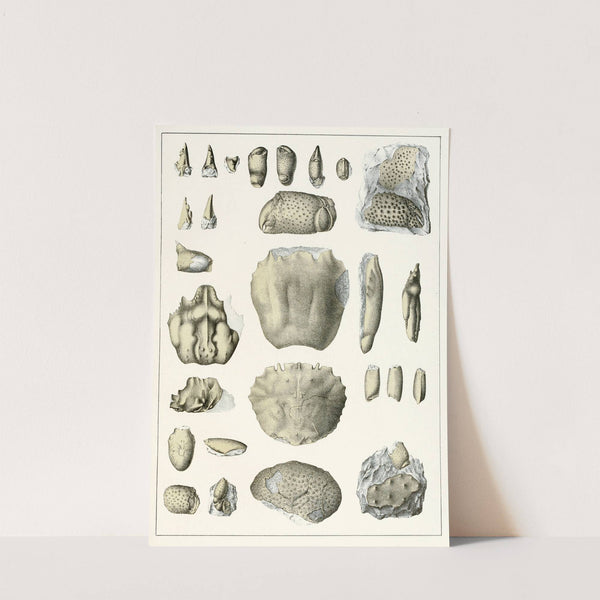 Die crustaceen der böhmischen kreideformation Pl. 10 by Antonín Frič