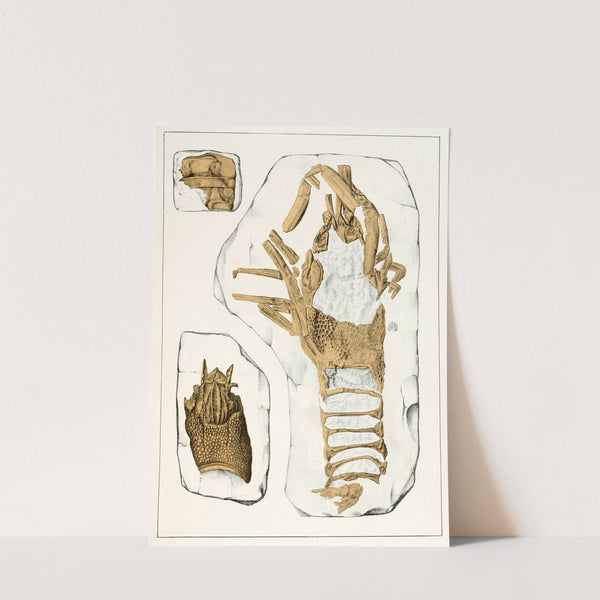 Die crustaceen der böhmischen kreideformation Pl. 2 by Antonín Frič