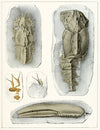 Die crustaceen der böhmischen kreideformation Pl. 3