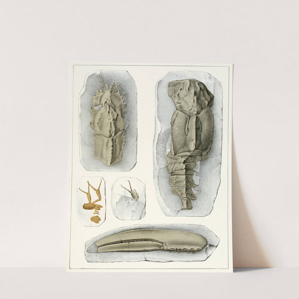Die crustaceen der böhmischen kreideformation Pl. 3 by Antonín Frič