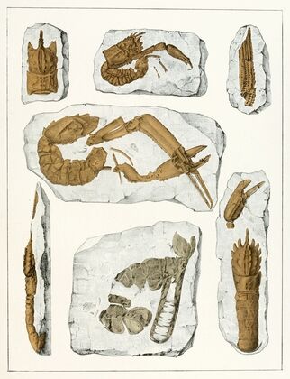 Die crustaceen der böhmischen kreideformation Pl. 4