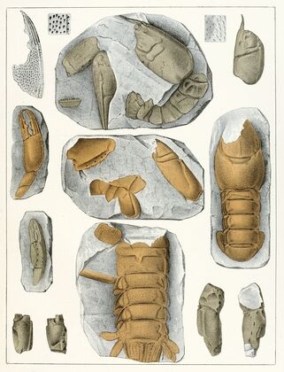 Die crustaceen der böhmischen kreideformation Pl. 5