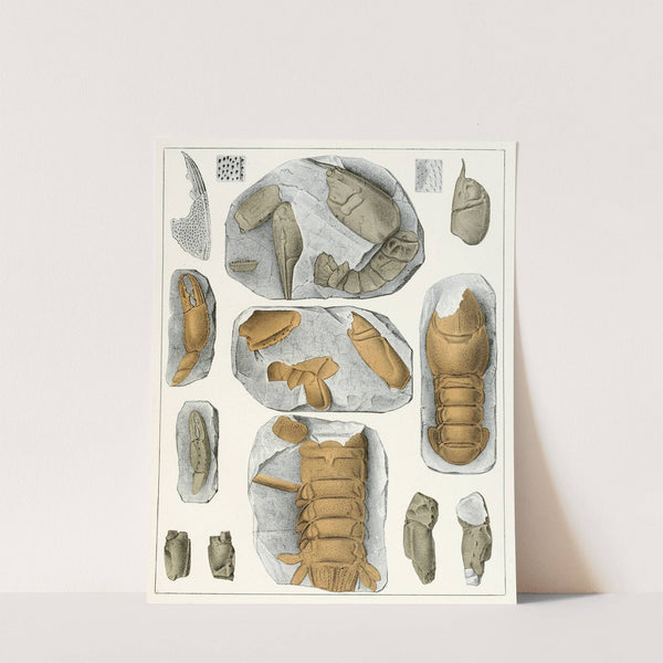 Die crustaceen der böhmischen kreideformation Pl. 5 by Antonín Frič