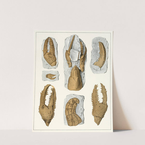 Die crustaceen der böhmischen kreideformation Pl. 6 by Antonín Frič