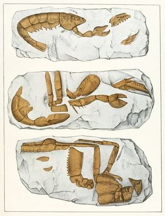Die crustaceen der böhmischen kreideformation Pl. 7