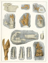 Die crustaceen der böhmischen kreideformation Pl. 9