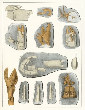 Die crustaceen der böhmischen kreideformation Pl. 9
