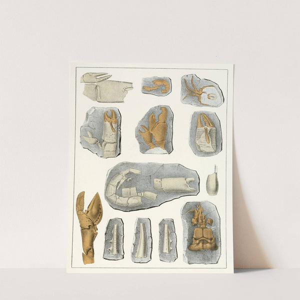 Die crustaceen der böhmischen kreideformation Pl. 9 by Antonín Frič