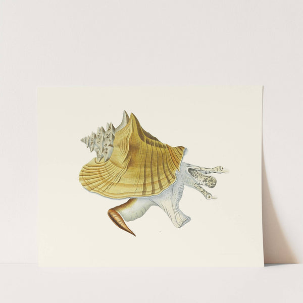 Die Flügelschnecken (Strombea) Pl.01 by Heinrich Carl Küster