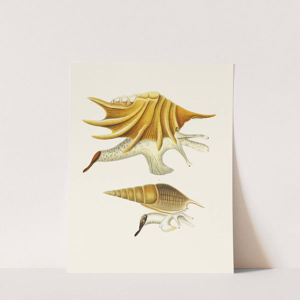 Die Flügelschnecken (Strombea) Pl.02 by Heinrich Carl Küster