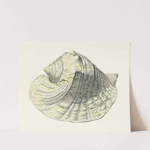 Die Flügelschnecken (Strombea) Pl.03 by Heinrich Carl Küster