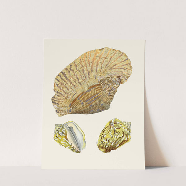 Die Flügelschnecken (Strombea) Pl.04 by Heinrich Carl Küster