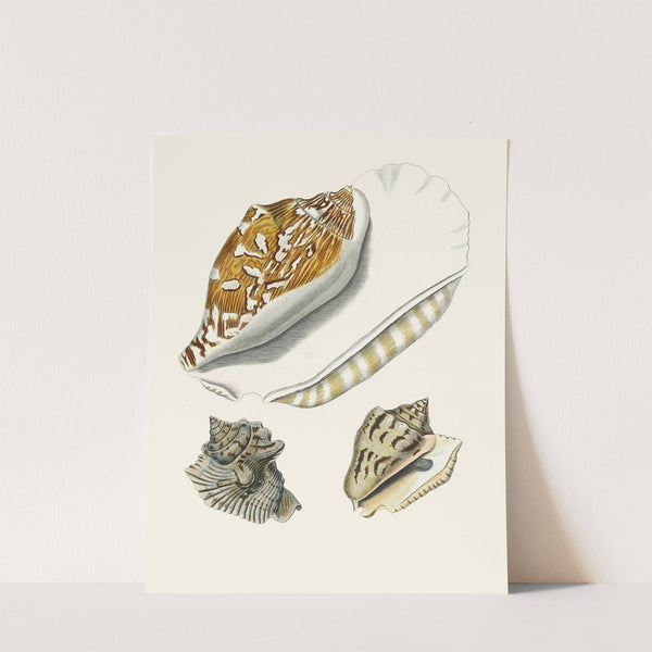 Die Flügelschnecken (Strombea) Pl.05 by Heinrich Carl Küster